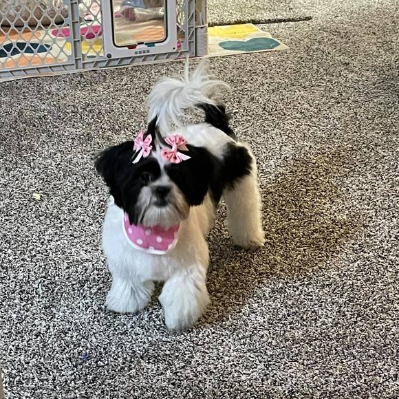 Meet your Posher, Clyde - Picture 1 of 1